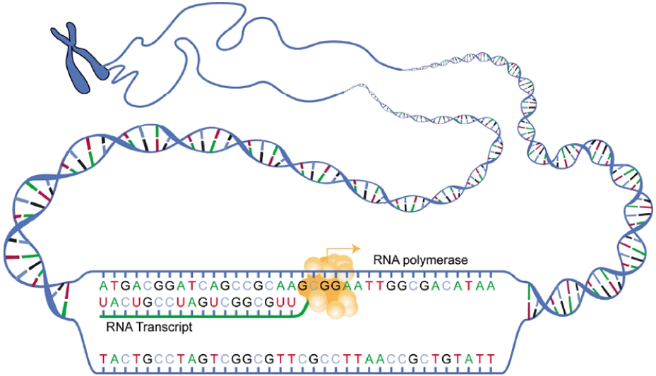0325_Transcription.jpg.webp