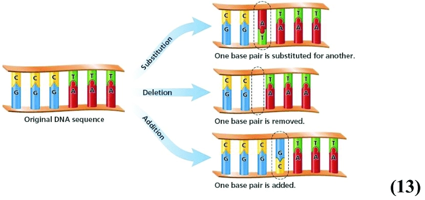 3-shows-a-graphic-demonstration-of-substitution-and-both-addition-and-deletion-mutations.png.webp