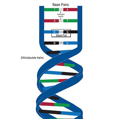 Base_pair.jpg.webp