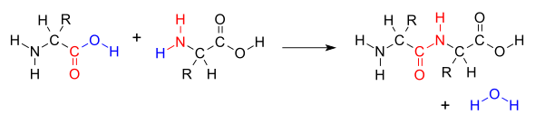 AminoacidCondensation.svg.png.webp