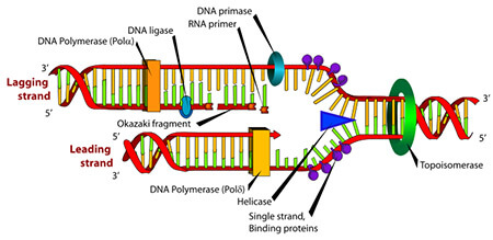 AkGmXBhQbWA6glISRaOw_dna-polymerase_1+(1).jpg.webp