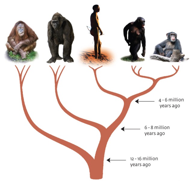 ape-tree.jpg.webp
