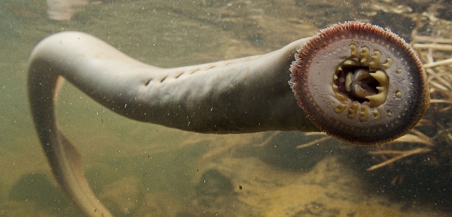 header-lamprey.jpg.webp