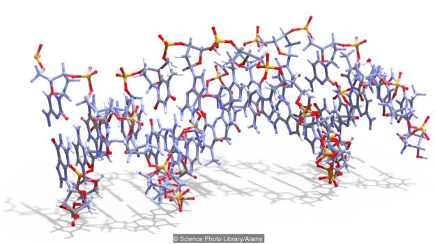 যেভাবে জীবনের শুরু: প্রথম স্বয়ম্ভূর খোঁজে 7 A molecule of threose nucleic acid (TNA)