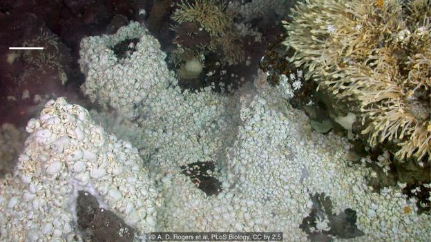 যেভাবে জীবনের শুরু: প্রোটনের শক্তি 10 Hydrothermal vents are home to strange organisms like these anomuran crabs