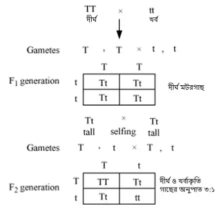 ধর্ম ও অজাচার- রক্ত সম্পর্কীয় বিবাহ এবং যৌনতা প্রসঙ্গে 23 Figure 5 Punnett Square