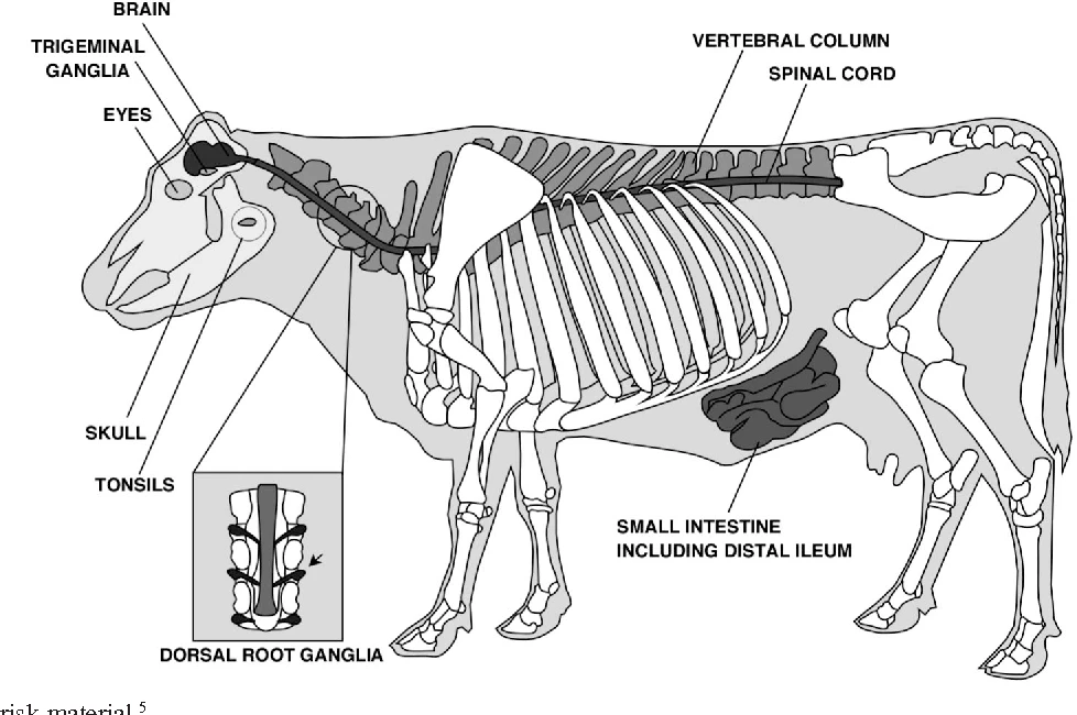 জাকির নায়েকের মিথ্যাচারঃ ইসলামিক জবাইতে পশু কষ্ট পায় না? জবাই