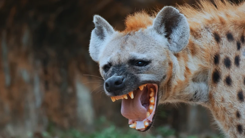 ইসলামে হায়েনা ও বেজি খাওয়া হালাল 1 হায়না