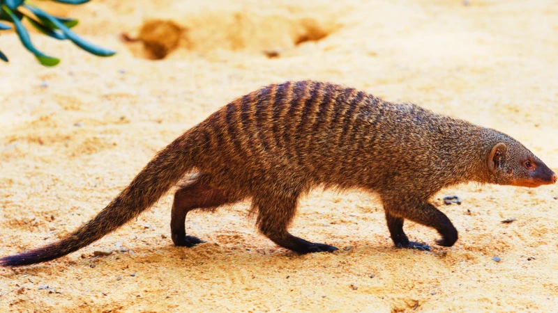 ইসলামে হায়েনা ও বেজি খাওয়া হালাল 2 বেজি