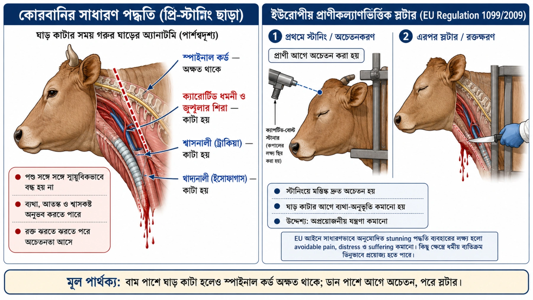 কোরবানীর নৈতিক সংকট ও ইসলামী সন্ত্রাসবাদের সাথে সম্পর্ক 4 কোরবানী 3
